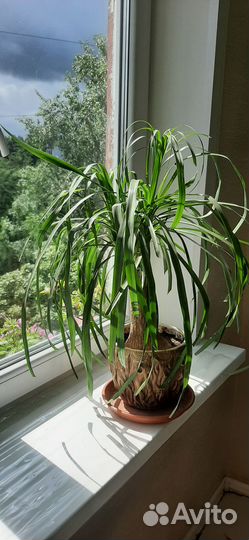 Бокарнея нолина, фиалка махровая голубая