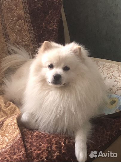 Вязка шпиц мальчик