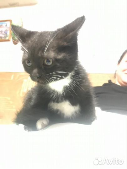 Кошка в дар бесплатно