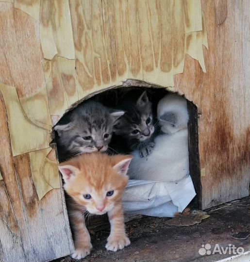 Котята в добрые руки