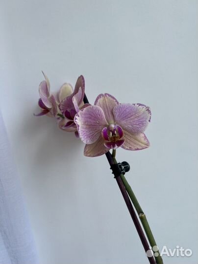 Орхидея фаленопсис Пират Пикоти