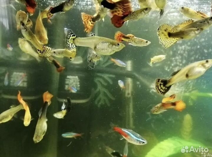 Анциструс сом прилипала