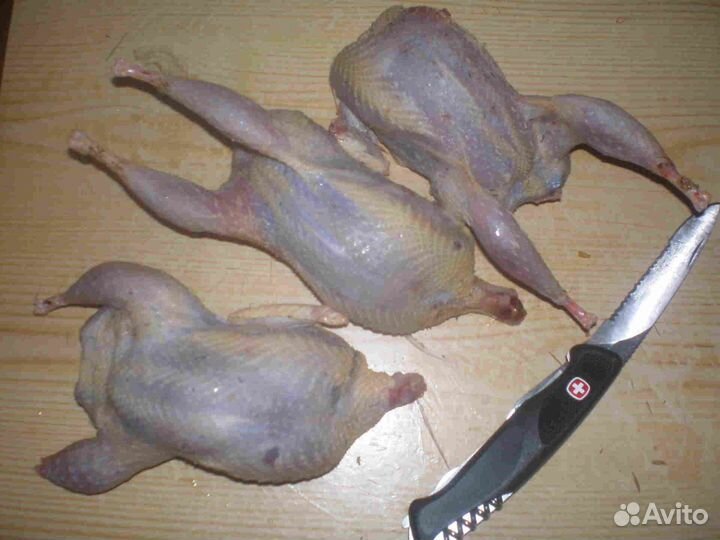 Куры домашние
