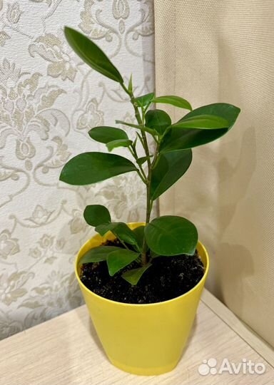Комнатный цветок,Фикус Микрокарпа