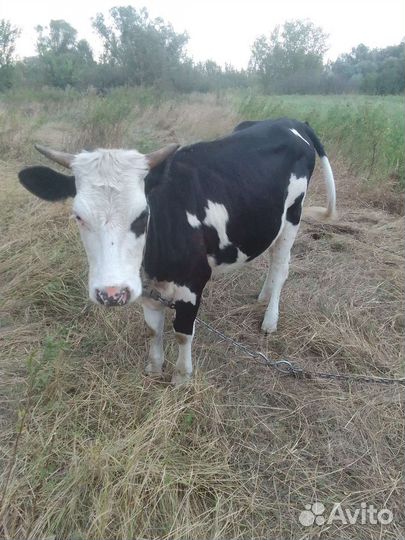 Бычки и телки