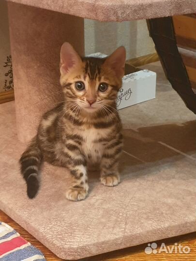 Бенгальские котята