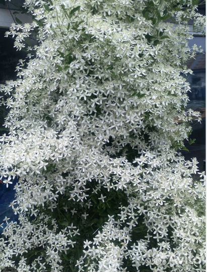 Клематис белое облако