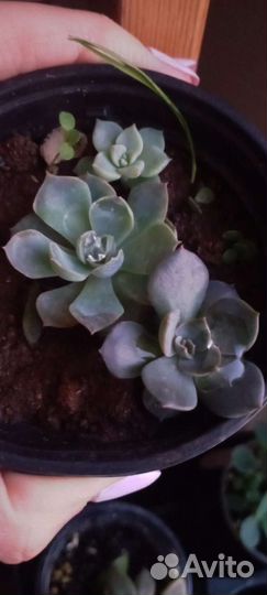 Эхеверия граптоверия суккуленты