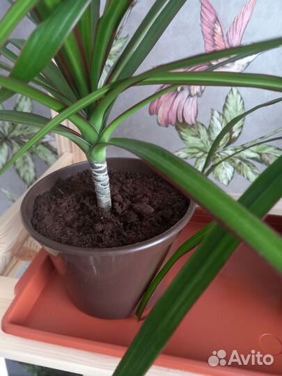 Драцена-цветок счастья