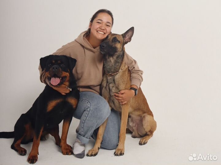 Дрессировка собак и обучение хозяев