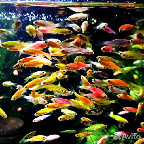 Данио рыбки для аквариума