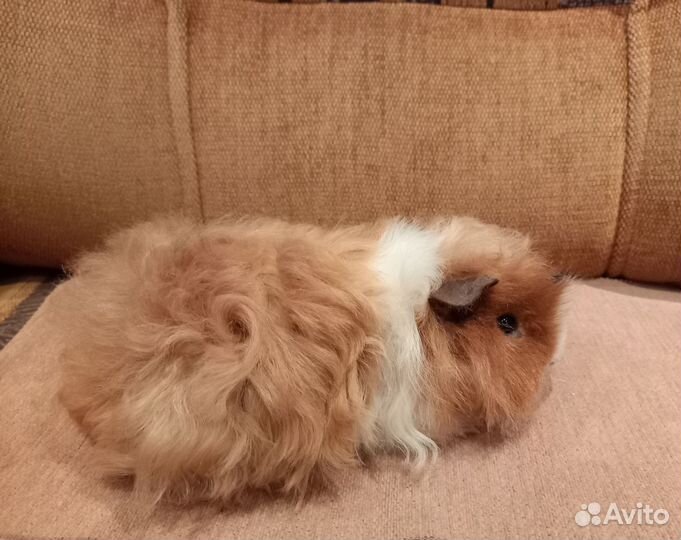 Морская свинка