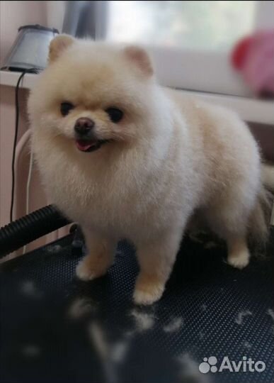 Стрижки собак и кошек. Комплекс