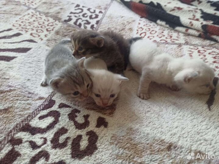 Котёнок в добрые руки бесплатно