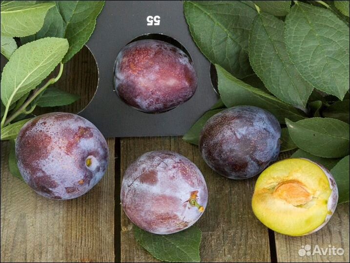 Крупномеры яблонь, груш, слив, черешни, абрикоса