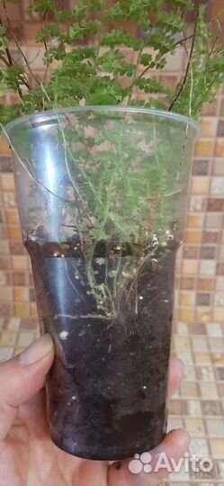 Папоротники и гибискус