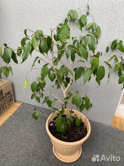 Фикус бенджамина большой
