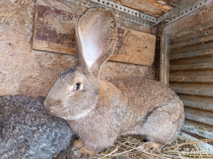 Кролики породы фландр, ризен