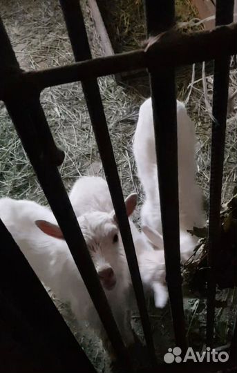 Зааненская дойная коза