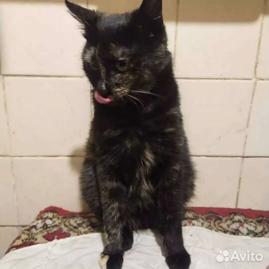Кошка в дар