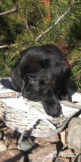 Щенки лабрадора