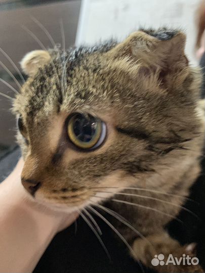 Домашние животные бесплатно