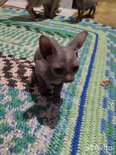 Канадский сфинкс котенок