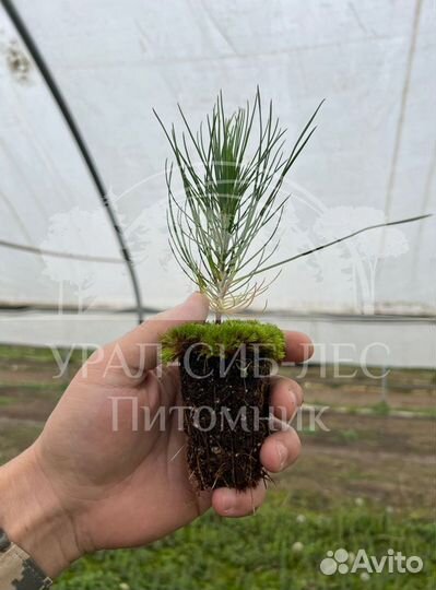 Сеянцы Сосны Горной Мугус с зкс