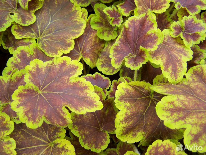 Многолетние растения. Гейхеры