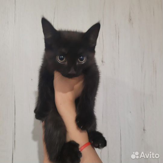 Котенок