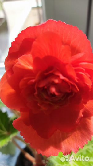 Бегония цветущая