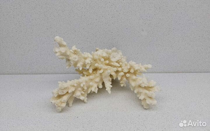Коралл 11,1*15,7 морской сувенир подарок