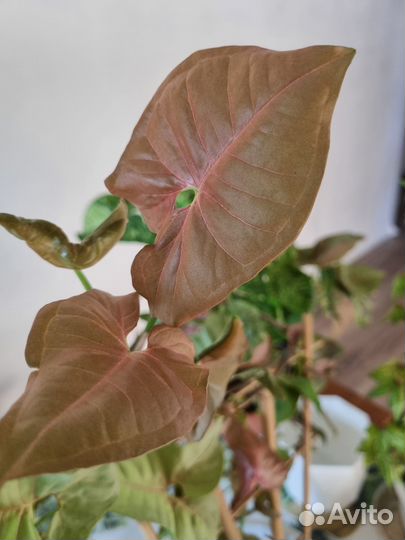 Сингониум ред харт