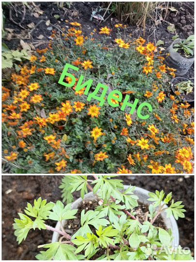 Ампельные растения для кашпо и подвесов