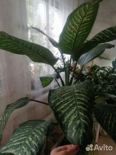 Диффенбахия Тропик Сноу