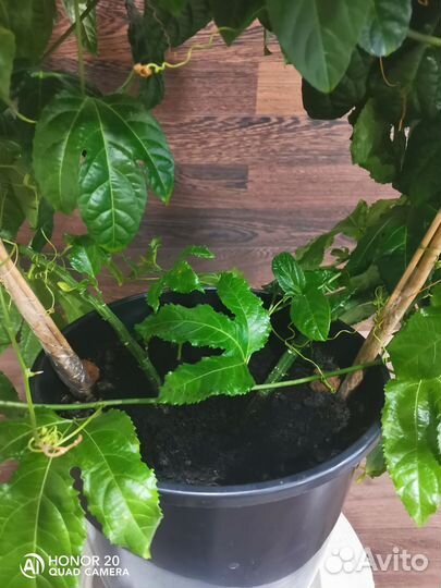 Маракуйя (Пассифлора), торг