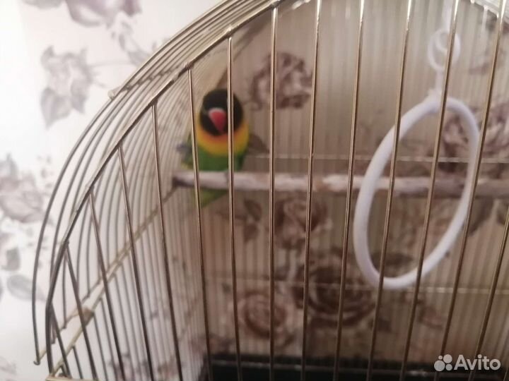 Попугаи неразлучники с клеткой