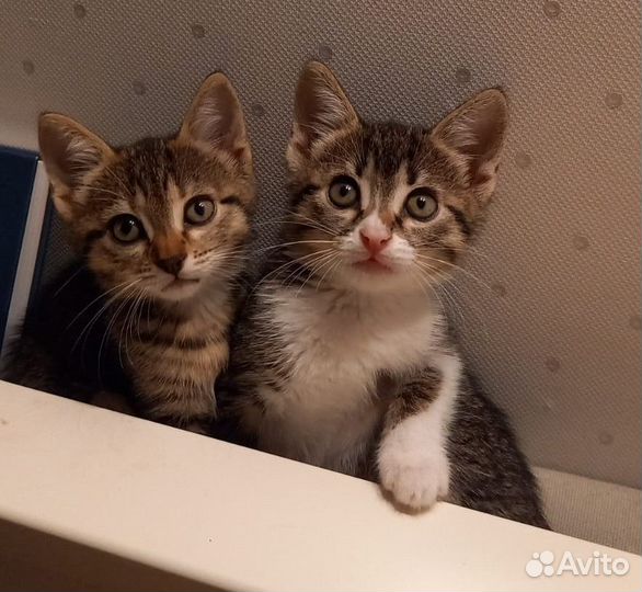Отдам в добрые руки котят