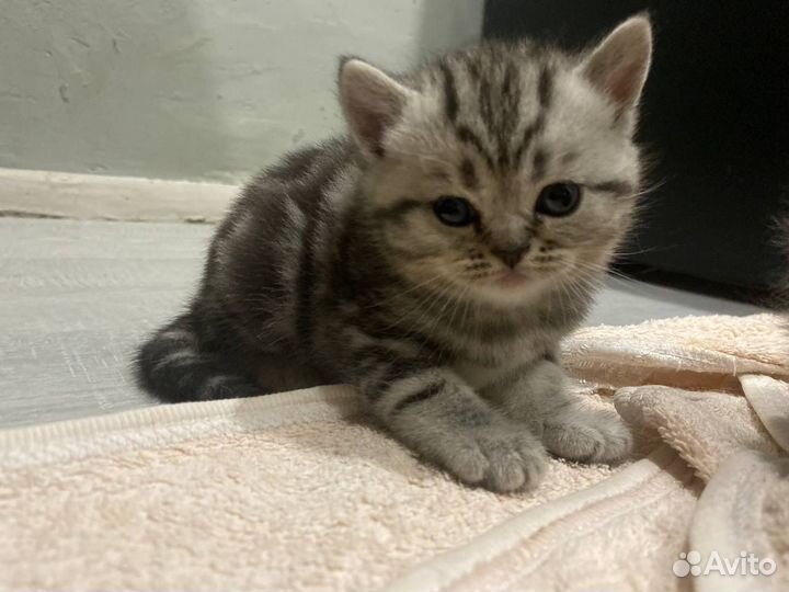 Шотландская