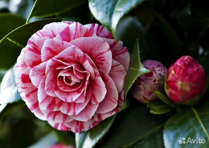 Камелия роза японская. Вечно зеленые