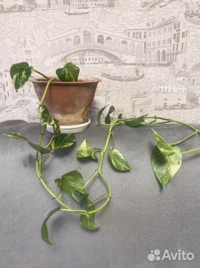 Сциндапсус