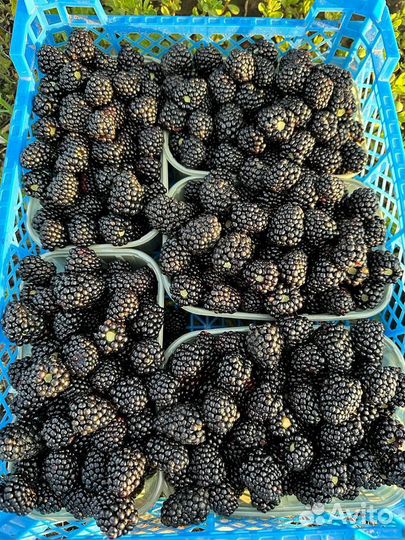 Ягода ежевики с поля