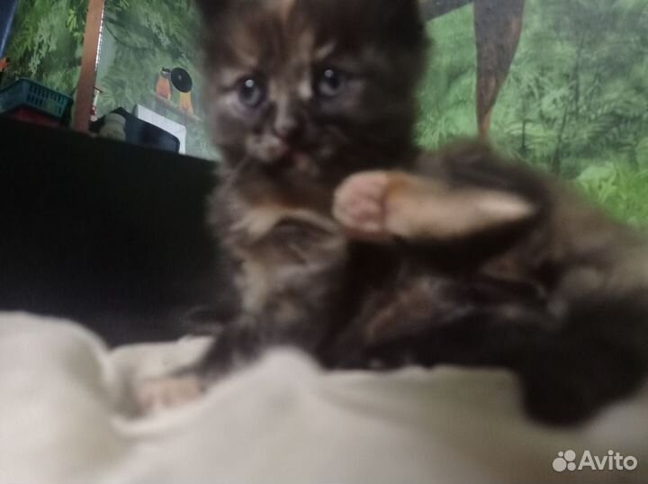 Котёночек девочка ищет семью