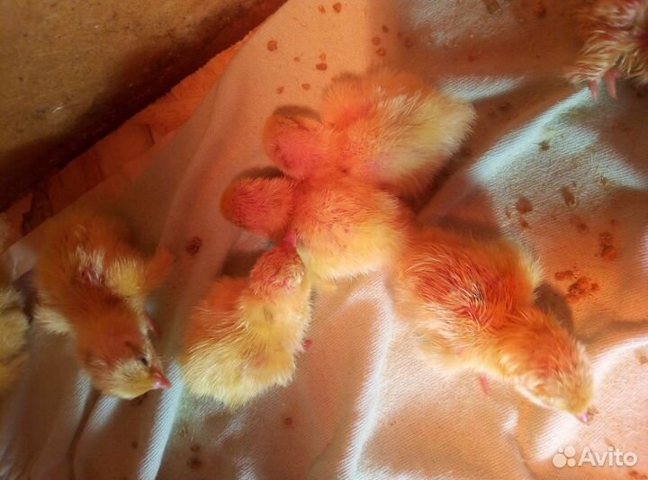 Техасский перепел