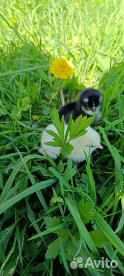 Доминант дс-109 доминант GS-459