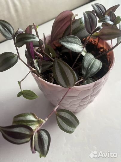 Традесканция зебрина