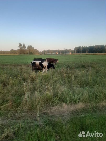Бычки полугодовалые