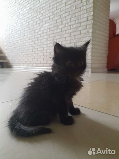 Кошка котёнок черный