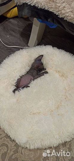 Лежанка с подогревом