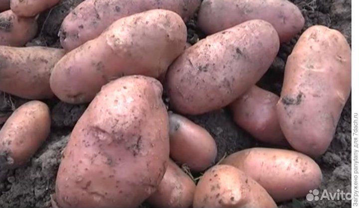 Картофель на еду отборный, крупный, урожай 2023